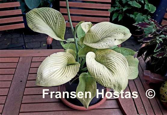 Hosta Prairie Dazzler